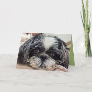 Shih Tzu Girl Grußkarte Feiertagskarte