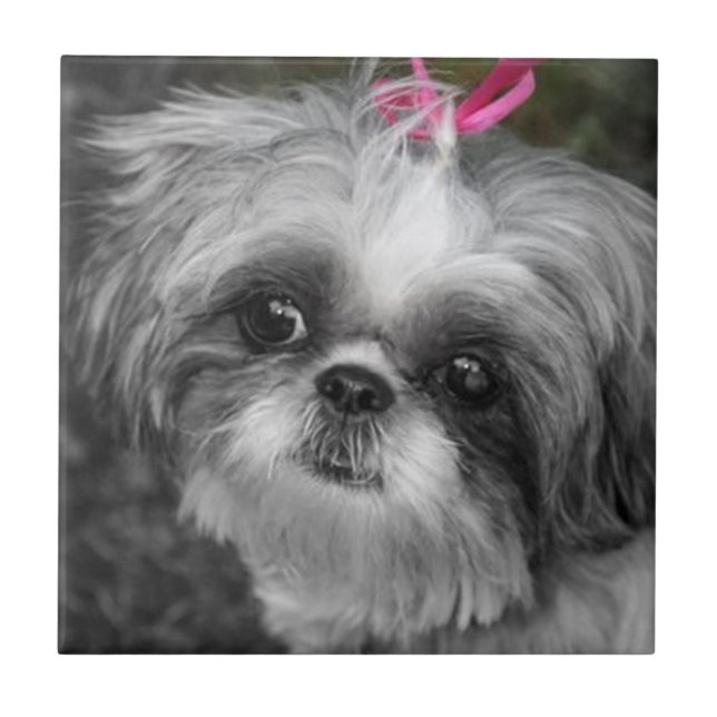 Shih Tzu Girl Keramik Tile Fliese (Vorderseite)