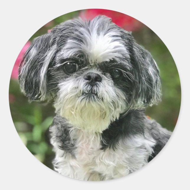 Shih Tzu Girl Stickers (Vorderseite)