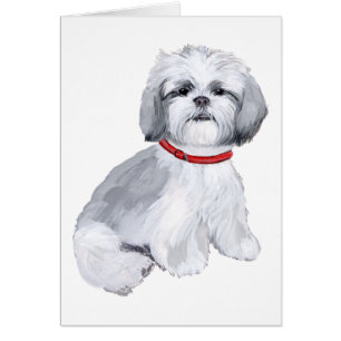 Shih Tzu Gray & White