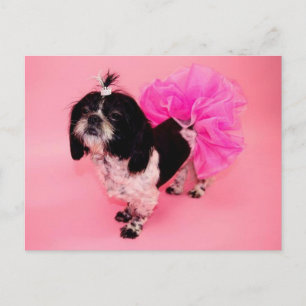 Shih Tzu Greetings Postcard Postkarte