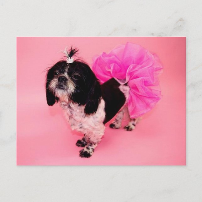 Shih Tzu Greetings Postcard Postkarte (Vorderseite)