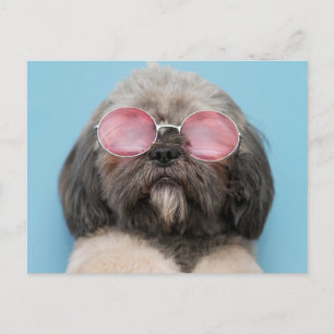 Shih Tzu Greetings Postcard Postkarte
