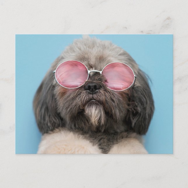 Shih Tzu Greetings Postcard Postkarte (Vorderseite)
