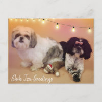 Shih Tzu Greetings