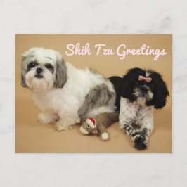 Shih Tzu Greetings Postkarte