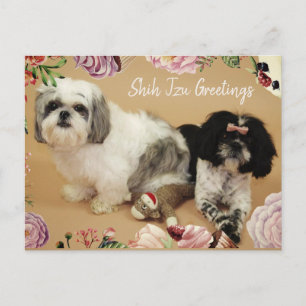 Shih Tzu Greetings Postkarte