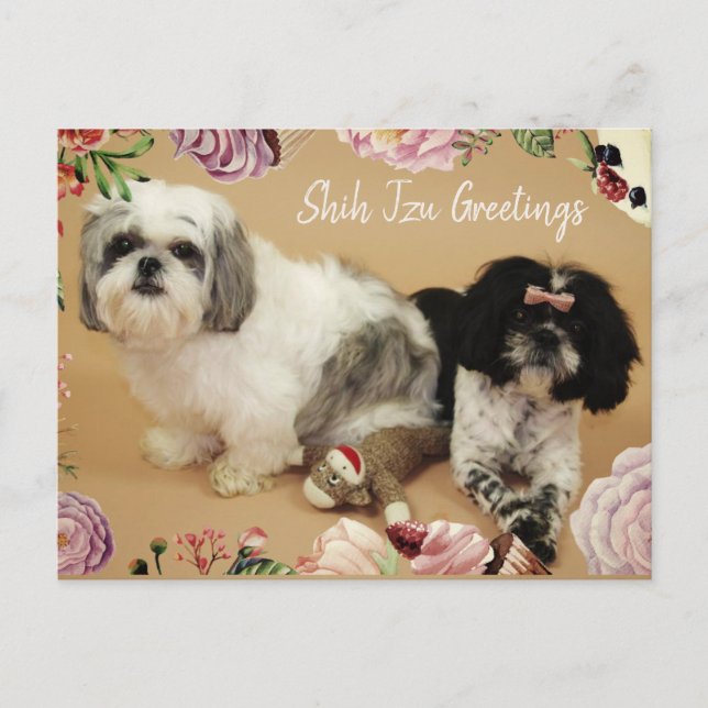 Shih Tzu Greetings Postkarte (Vorderseite)