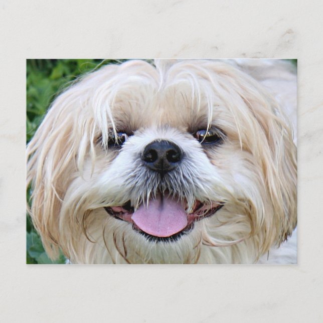 Shih Tzu Happy Face! Postkarte (Vorderseite)