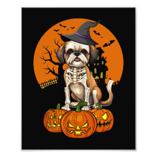 Shih Tzu Hund Halloween Fotodruck