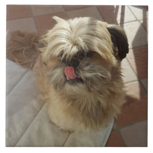 Shih Tzu Hund Keramik Fliese