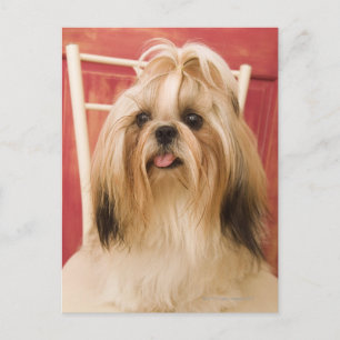 Shih-tzu-Hund Postkarte