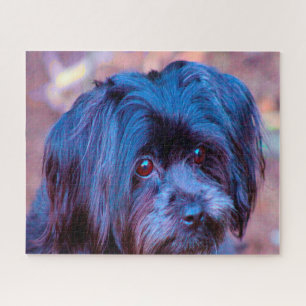 Shih Tzu Hund Puzzles. Puzzle