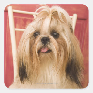 Shih-tzu-Hund Quadratischer Aufkleber
