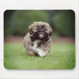 Shih tzu, Hund, Welpe Mousepad