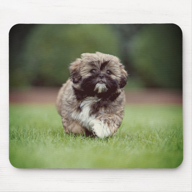 Shih tzu, Hund, Welpe Mousepad (Vorne)