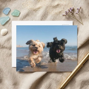 Shih Tzu Hunde laufen am Strand Sommer Spaß Postkarte