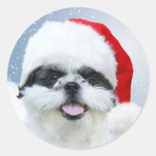 Shih Tzu in Weihnachtsmannmütze Runder Aufkleber