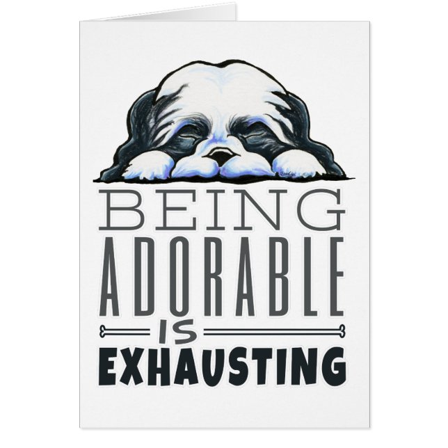 Shih Tzu ist bewundernswert (Vorne)