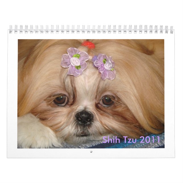 Shih Tzu Kalender (Titelbild)