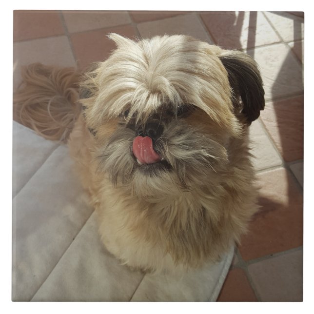 Shih Tzu Keramik Fliese (Vorderseite)