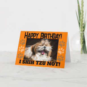 Shih Tzu lacht nicht lustig Geburtstagsgruß Karte