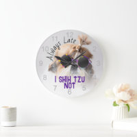 Shih Tzu Late nicht immer niedliche lustige Hunde