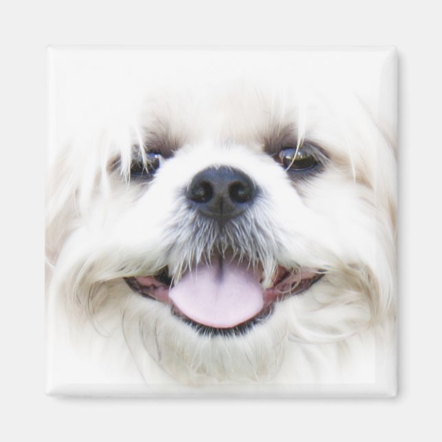 shih tzu magnet (Vorne)