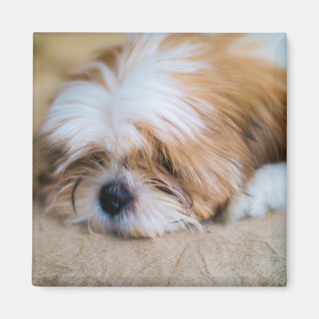 Shih Tzu Magnet (Vorne)