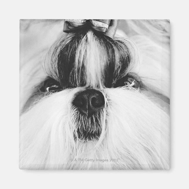Shih Tzu Magnet (Vorne)