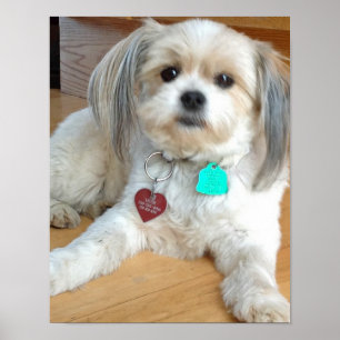 Shih Tzu Mischung genannter Liz Poster