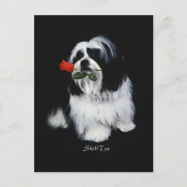Shih Tzu mit Rose Postkarte (Vorderseite)