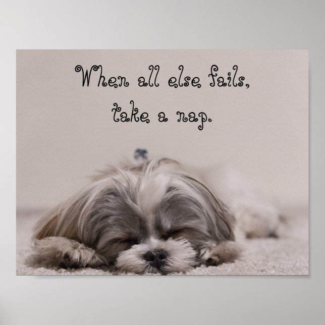 Shih Tzu Nickerchen Poster (Vorne)