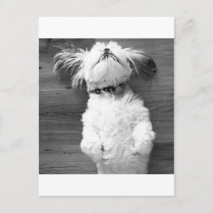 Shih Tzu Nickerchen Postkarte