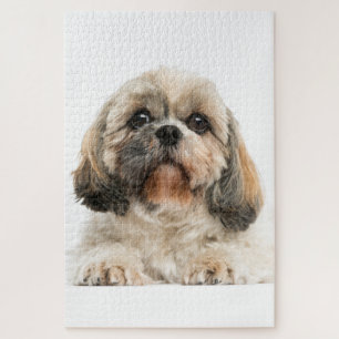 Shih Tzu Pet Dog Foto Puzzle