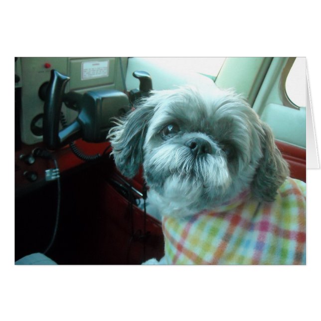 Shih Tzu Pilot (Vorderseite (Horizontal))