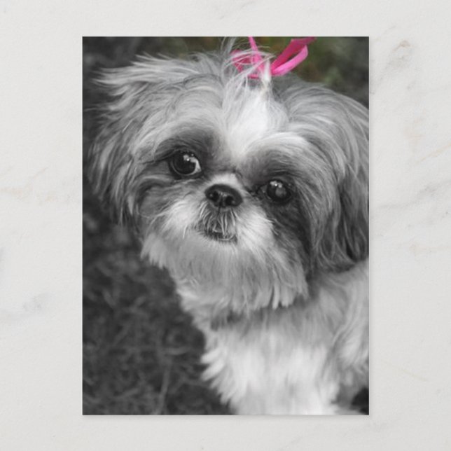 Shih Tzu Post Card Postkarte (Vorderseite)