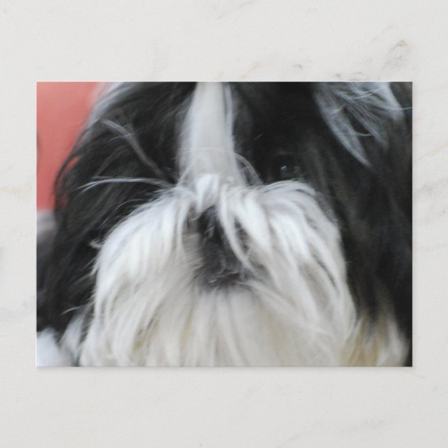 Shih Tzu Postcard Postkarte (Vorderseite)