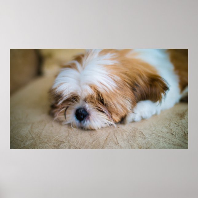 Shih Tzu Poster (Vorne)