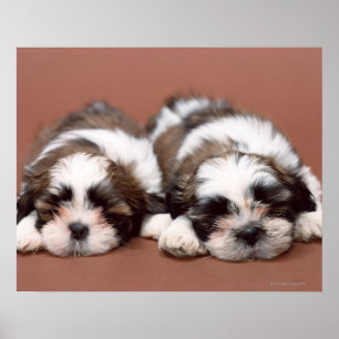 Shih Tzu Poster