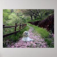 Shih Tzu Poster Purple Flowers
