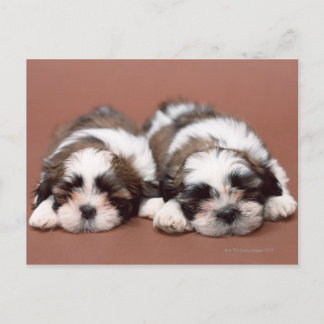 Shih Tzu Postkarte