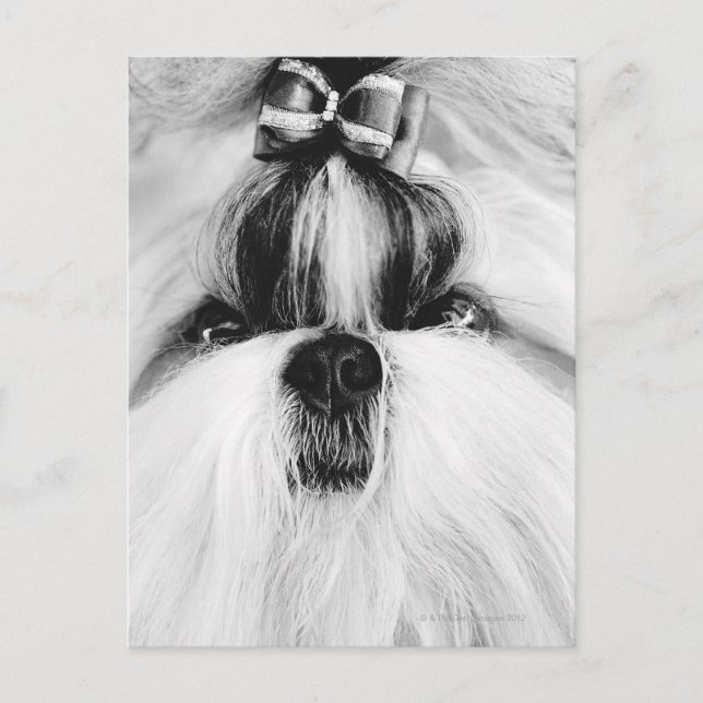 Shih Tzu Postkarte (Vorderseite)