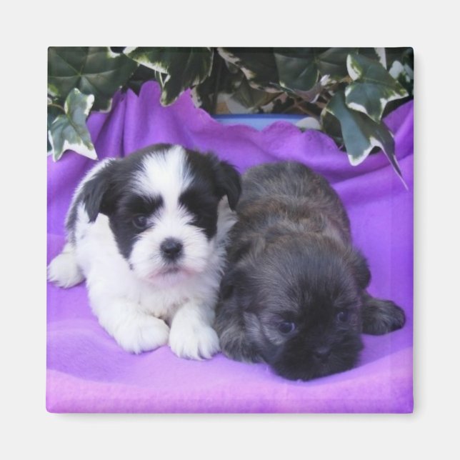 Shih Tzu Puppies Magnet (Vorne)