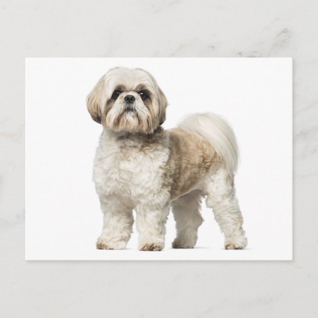 Shih Tzu Puppy Dog - Hallo, Liebe, Miss You Postkarte (Vorderseite)