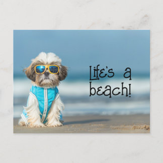 Shih Tzu Puppy mit Sonnenbrille Postkarte