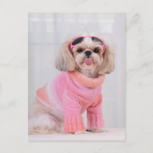 Shih Tzu Puppy - The Razz Postkarte