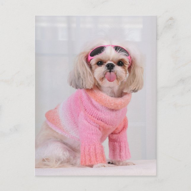 Shih Tzu Puppy - The Razz Postkarte (Vorderseite)