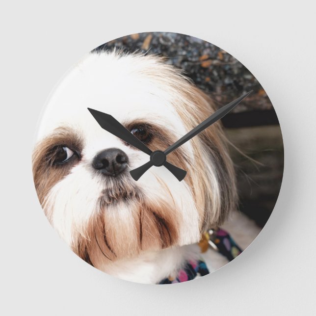 Shih Tzu Runde Wanduhr (Vorderseite)
