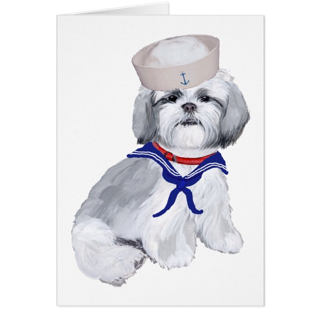 Shih Tzu Sailor (Vorne)